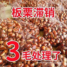 2025新鲜丹东板栗5斤鲜栗子生嫩大板栗粟板栗野生迁西板栗油锥栗
