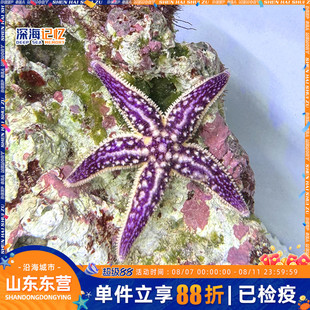 �Ϻ��Ǻ�ˮ���w�^�pˮ�庣���ɴ��ǻ��﷭ɳ�Һ��Ǻ���С����