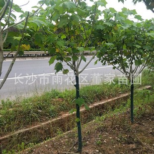 ���Գ��ۆΗUľܽ�� �@�־G������ܽ�ػ����� 5���ֵ�ܽ�ػ�����