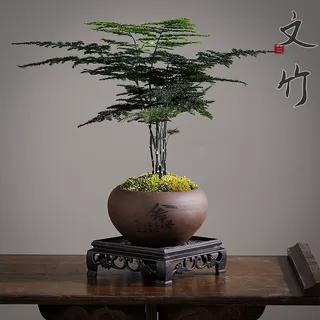 文竹盆栽植物室内净化空气办公室绿植花卉盆栽盆景个性小盆栽