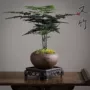 办公室盆栽空气植物小盆栽