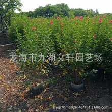 扶桑花基地种植 福建产地批发黄色朱槿 大红花 各种规格木槿基地