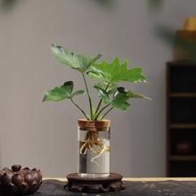 超好养桌面植物春羽蔓绿绒绿植室内易活 水培植物净化空气