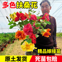 ��ɣ�������ذ��ɫ�����������҃��̨ͥԺ�ļ����ܾGֲľ�Ș���