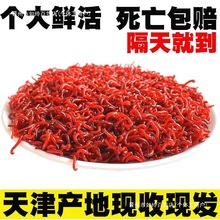 天津红虫鲜活钓鱼拉饵喂鱼鲫鱼饵黑头特大号公红虫母红虫活体活饵