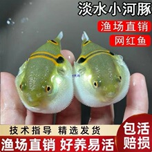 弓斑小河豚观赏鱼淡水潜水艇会生气的鱼皇冠斑马狗头巧克力娃娃鱼