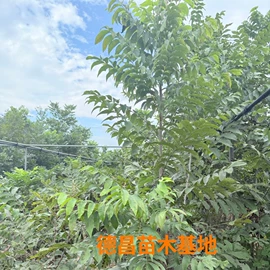 其他食用油;乔木