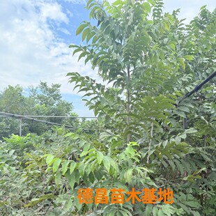 ���جF�ڬF�l �̸����猍�������ֱ�l���߳ɻ��ʣ����@�G�����x