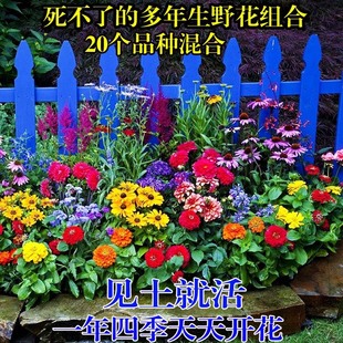 Flower Seeds, Wildflower Combination, Sowing, Blooming in All Seasons, Chrysanthemum Seeds, Courtyard Sunflowers, Gesang Flower Seeds, Outdoor