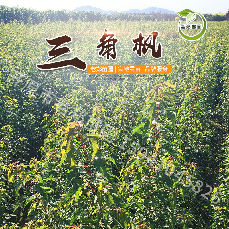 苗圃批发茶条槭树苗3-6分枝三角枫容器绿化工程苗营养杯灌丛绿篱