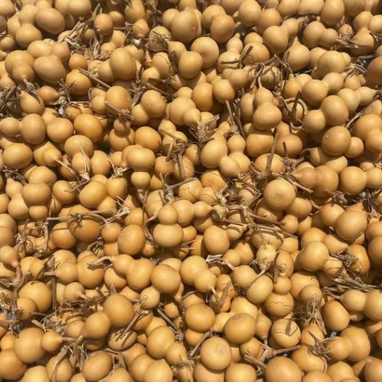 天然手捻福禄小葫芦文玩把玩小葫芦手把件龙头随机发葫芦现货批发