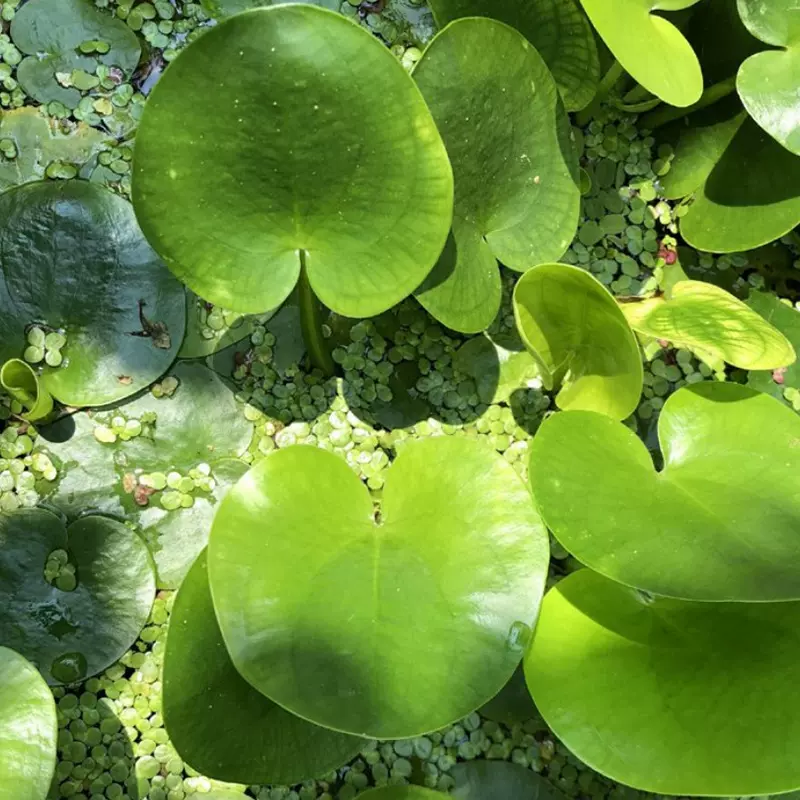 厂家批发 荇菜 浅水性水生植物漂浮水面 庭院水景点缀水生花卉