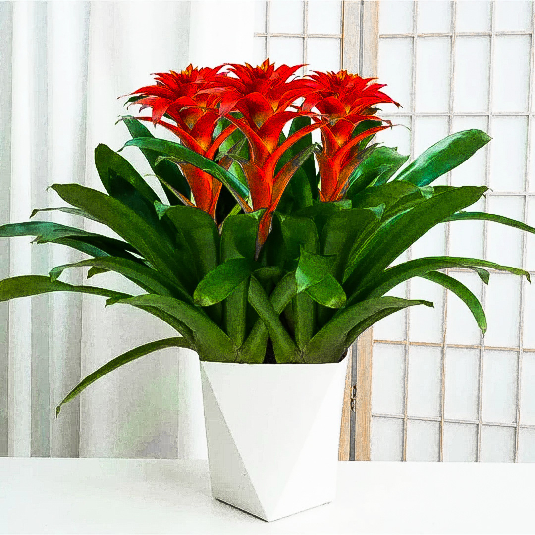 鸿运当头盆栽室内水培绿植四季开花好养发财树植物红掌苗客厅花卉