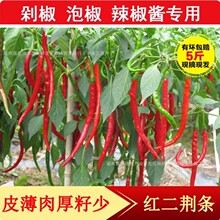 农家现摘红二荆条5斤新鲜辣椒鲜红辣椒红线椒海椒辣椒酱剁椒泡椒