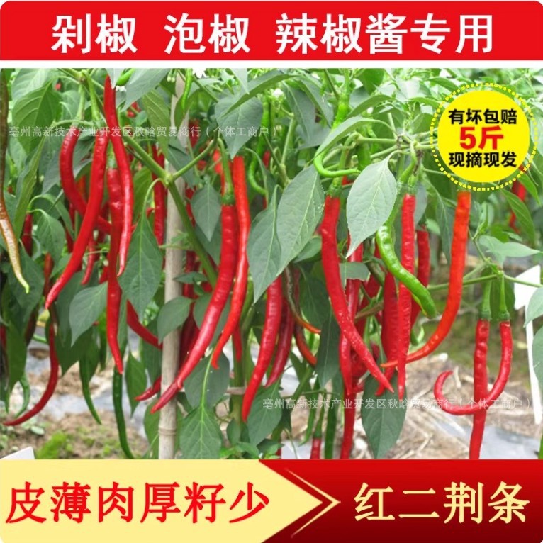 农家现摘红二荆条5斤新鲜辣椒鲜红辣椒红线椒海椒辣椒酱剁椒泡椒