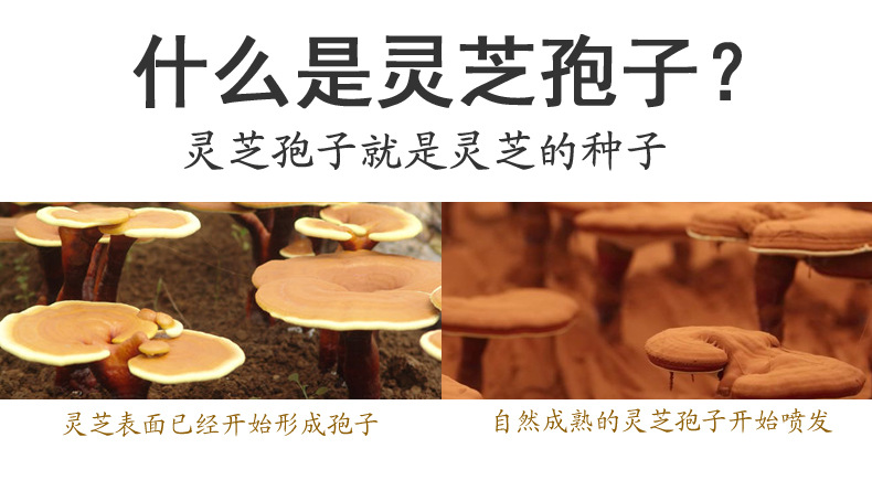 灵芝孢子粉详情1000_04