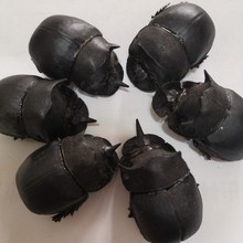 ���� ��܊ ʺ���� �����x �ƼS�x ��ֻ10ֻ���]��ˮ��؛��؛