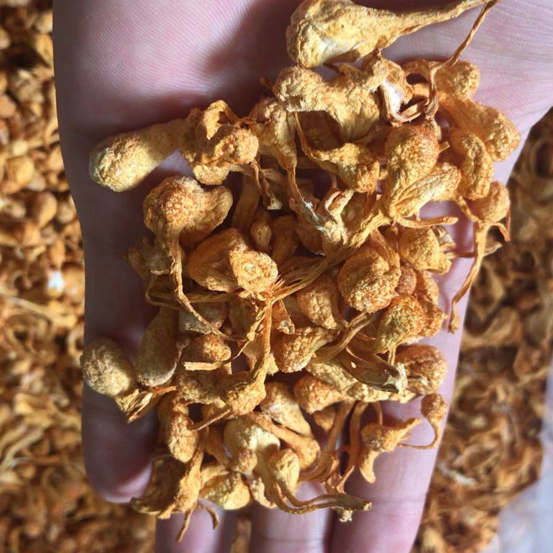 Factory Direct Sale - New Arrival Cordyceps Flower Wholesale Spore Cordyceps Flower Dried 500g Golden Cordyceps Chironomus Cordyceps