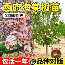 �������Ę���ͥԺ�������Դ�䴹�z�����ļ����B�ͺ��辰�Ϙ�ֲ��