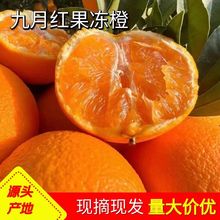 秭归九月红果冻橙源头产地现摘应季时令新鲜箱装水果批发手剥橙子
