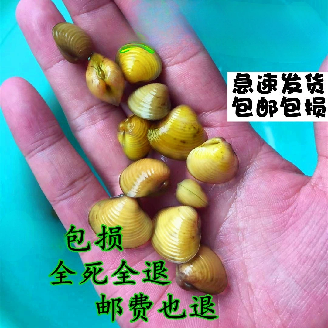 Р River clams small river clams live freshwater cold water native small aquarium algae removal ornamental river clams direct sales