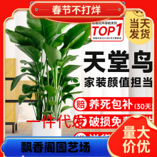 一件代发天堂鸟盆栽室内客厅大型绿植办公室大叶植物花卉鹤望兰去