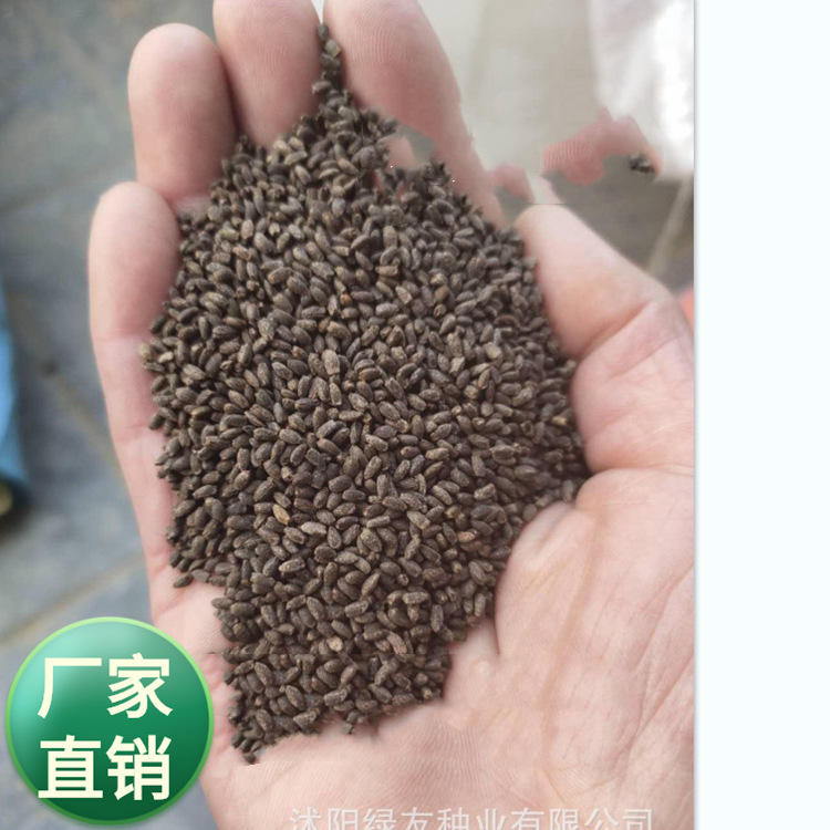 批发一串红种子 矮串红一串红 又称爆仗红 象牙红 为唇形科鼠尾草