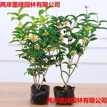 �ļ��𻨘�������԰������_��������ͥԺ�ļ��_���҃�ֲ���Ϙ�