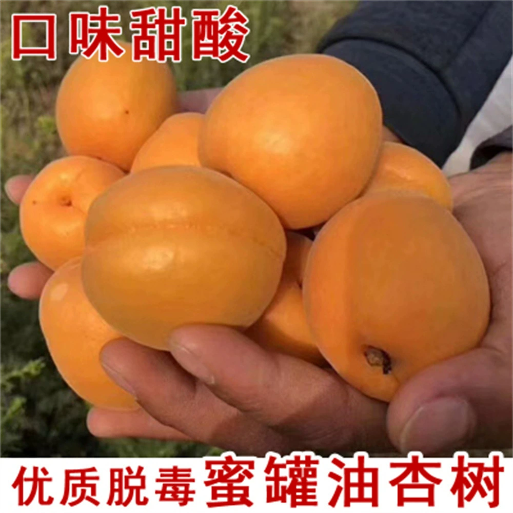 Прививка рассады абрикоса Ранняя зрелость Фэнюань Красный абрикос Плоды рассады Посадка в горшке во дворе Живая рассада абрикоса Плодовая рассада года