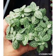 ������ֱ�������l����ʹ�W�y�ݣ�80) ����ֲ�ﻨ������