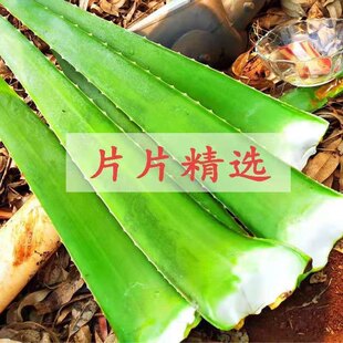 �������J�C����ֲ���҃����辰�Gֲ���ܹ��w�J�C��������~Ƭ