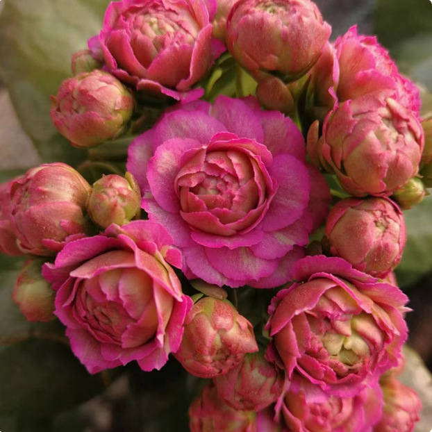 Semillas de flores de larga vida, plantas en maceta en el balcón interior y exterior, flores fáciles de vivir, semillas de flores silvestres en todas las estaciones