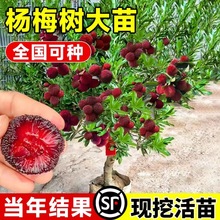 ɾӖ|÷ͥԺԷNԵϱNֲB׻