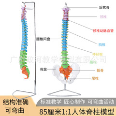 85CM自然大彩色人體脊椎模型帶骨盆尾骨脊柱骨骼腰椎頸椎正骨模型