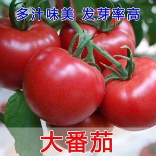 �׹����S���t���N�ѷۼt���ѷN����Ʒ�N��t����ɳȿ�߲˷N��