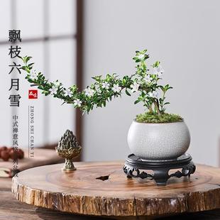 Floating Branch with Golden Edges, June Snow Bonsai, Indoor Green Plant, Easy to Maintain, Desktop Potted Plant, Living Room, Office, Tea Table, Zen Ornament