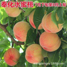 奉化水蜜桃新品种秋彤离核桃树苗锦绣黄桃新川岛中华寿桃嫁接桃树