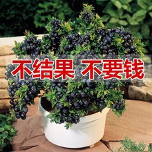 {ݮ{ݮϱNֲ۴ͥԺ̨Թ箔Y