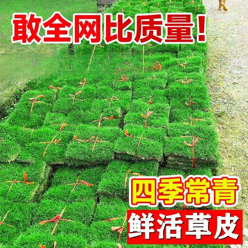 Натуральный газон с почвой для зелени и защиты склонов, дворовый комплекс Манилы с почвой, зеленая газонная трава Four Seasons для гольфа, тайваньская трава.