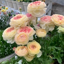 MڻëݢNѿذĵ҃ͺ׻l