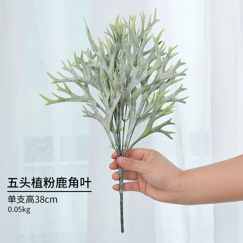 Hojas de Cuerno de ciervo en polvo de cinco plantas