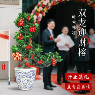 ����ʽ�L���p��ӭؔ�����ʹ�Gֲ�_�I�YƷ�ļ����฻�F���Ř��辰