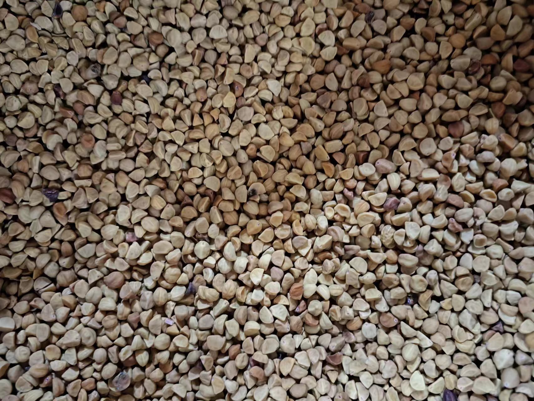 Bai Chou / Qian Niu Zi (Pharbitis nil) — Dried Morning Glory Seed, Food Herb 500g key features