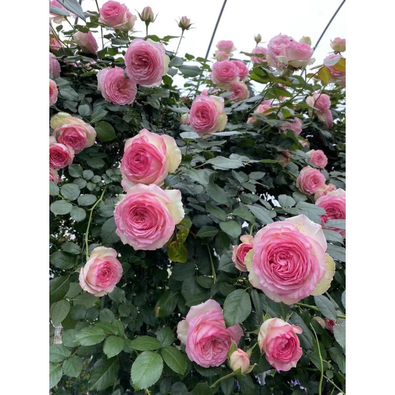 一件代发爬藤月季特大苗龙沙宝石浓香四季开花庭院爬墙蔷薇花苗
