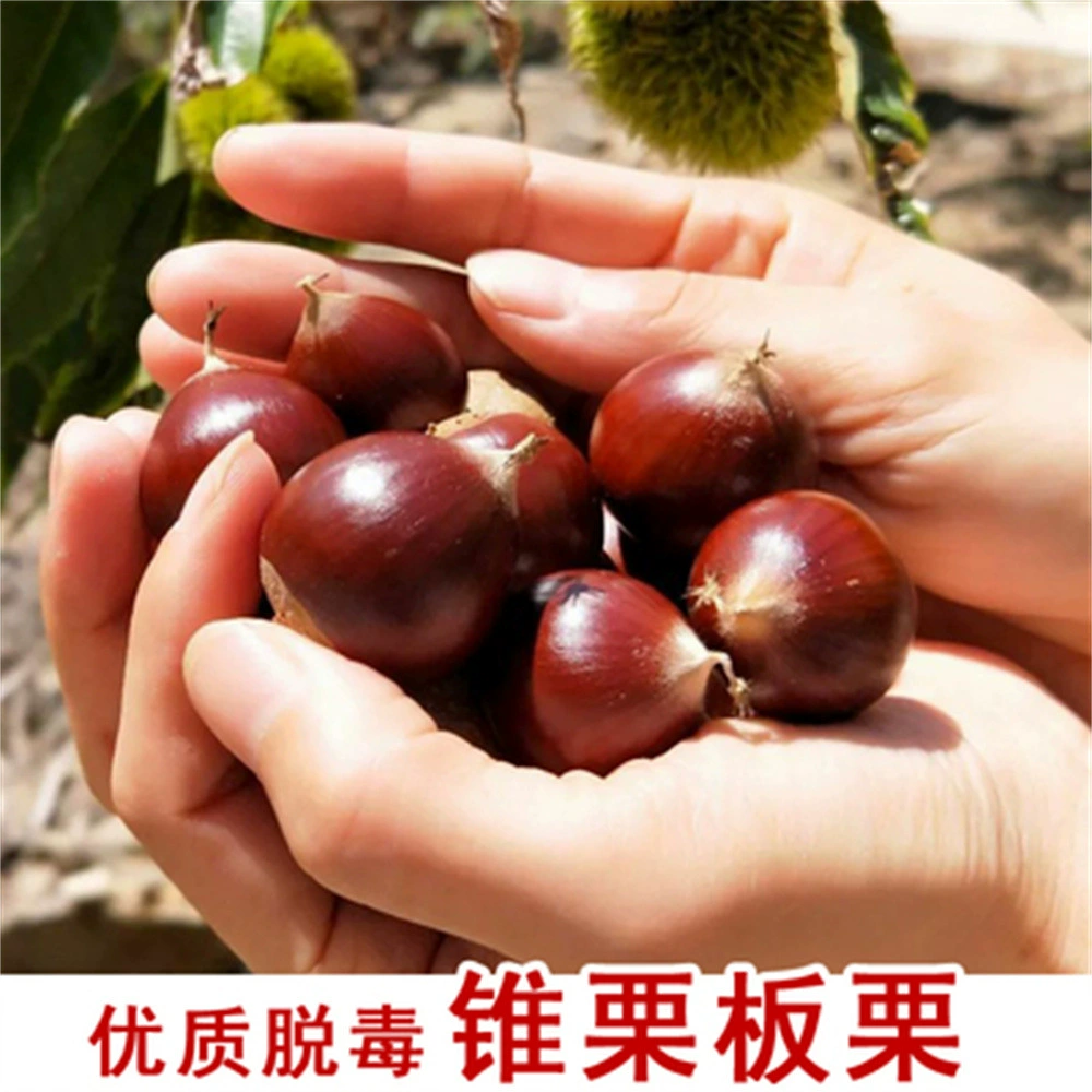 Castanea henryi Сеянка Castanea henryi Кончик рассады Каштан Jianou Castanea henryi Маленький Castanea henryi Сеянка привитых фруктовых деревьев Сеянка северных и южных видов