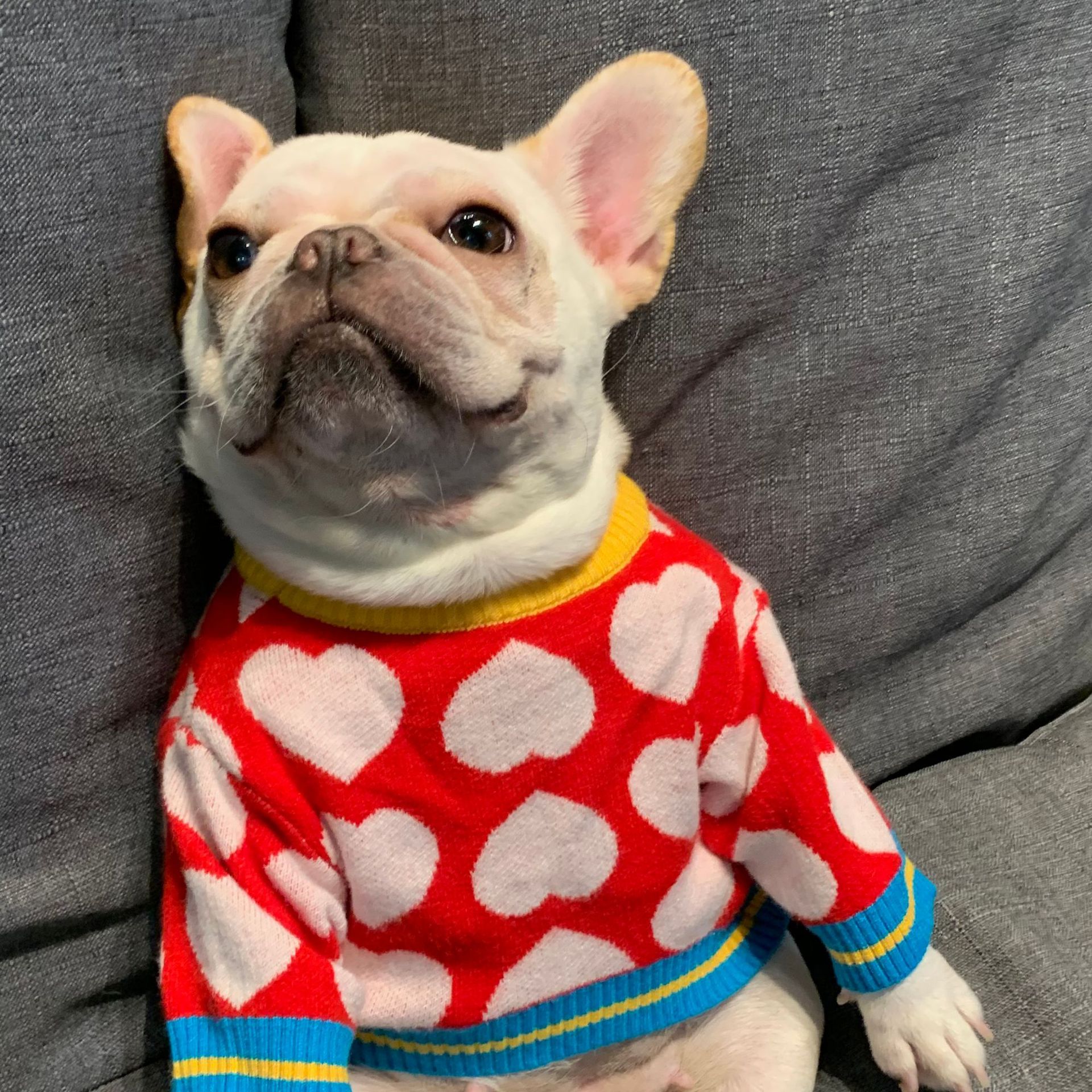 Pet Hoodie Image 4