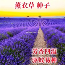 ޹�²ݻ����������ļ��_���N����ݻ�����òݷN���Ӳ��NͥԺ�Nֲ