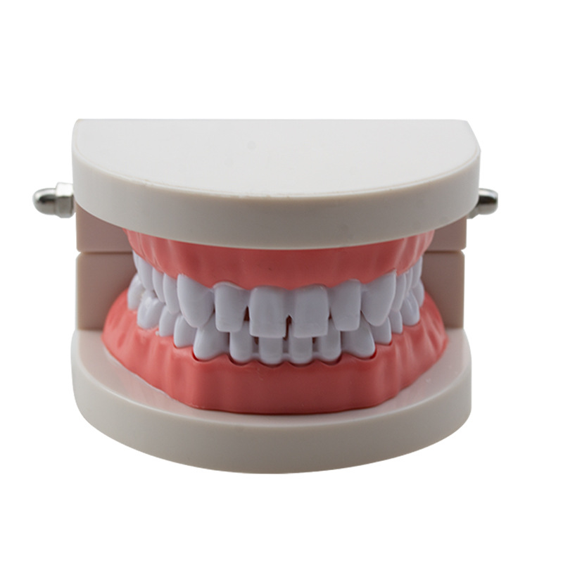 Modelo dental Herramientas de ejercicios de belleza dental Ejercicios de dientes Molde de dientes de resina Modelo dental con modelo de costura dental image 6
