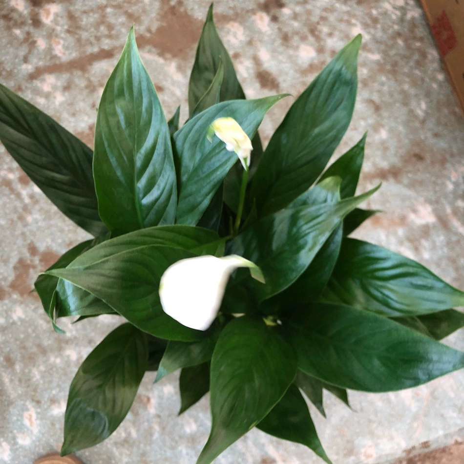 Тупей Белое пальмовое вино Цветы в горшках Зеленые растения Прицветники Таро Гладкий парусный спорт и обычный Таро Лилия Намерение