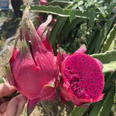 pitaya Hainan Waldo Number one Red pitaya fresh Red meat kyoto Season fruit One piece On behalf of